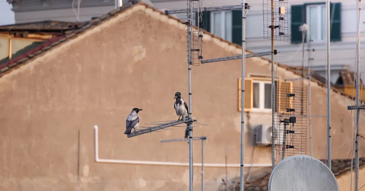 Two hooded crows perched on urban rooftop antennas, creating a serene cityscape scene